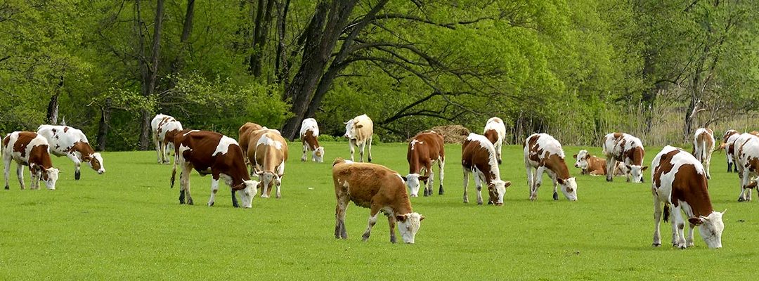 Growing Our Future in Cortland County